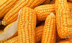 culture du maïs fourrage