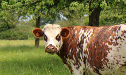 Agriculture et élevage en Normandie - vache normande au pré